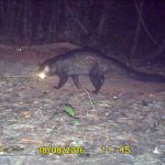 Asian Palm Civet