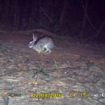 Black -naped Hare