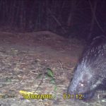 Indian Crested Porcupine