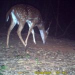 Spotted Deer